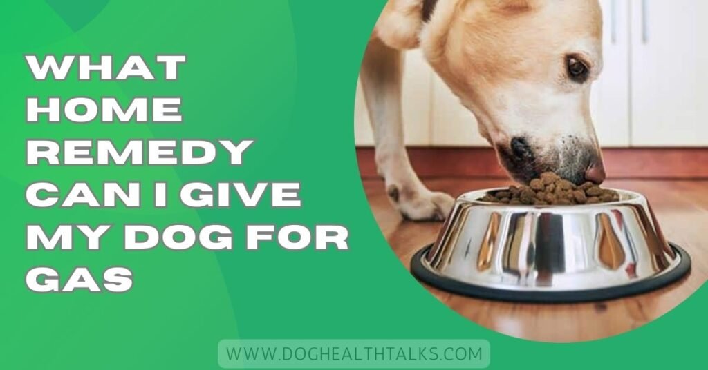 What Home Remedy Can I Give My Dog For Gas