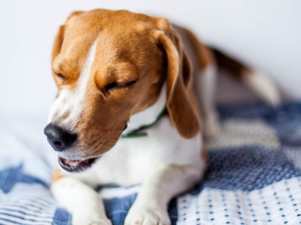 What To Do If Your Dog Is Coughing