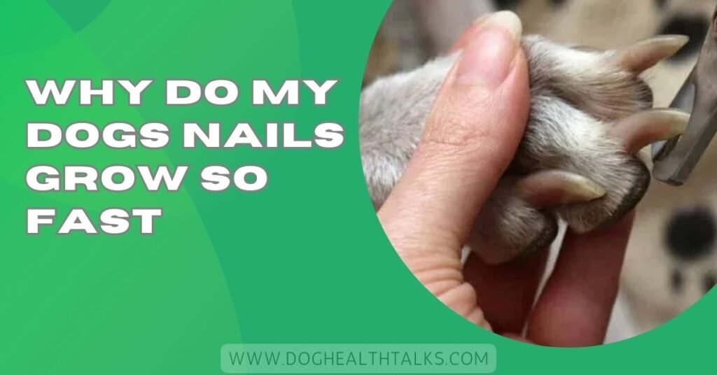 Why Do My Dogs Nails Grow So Fast