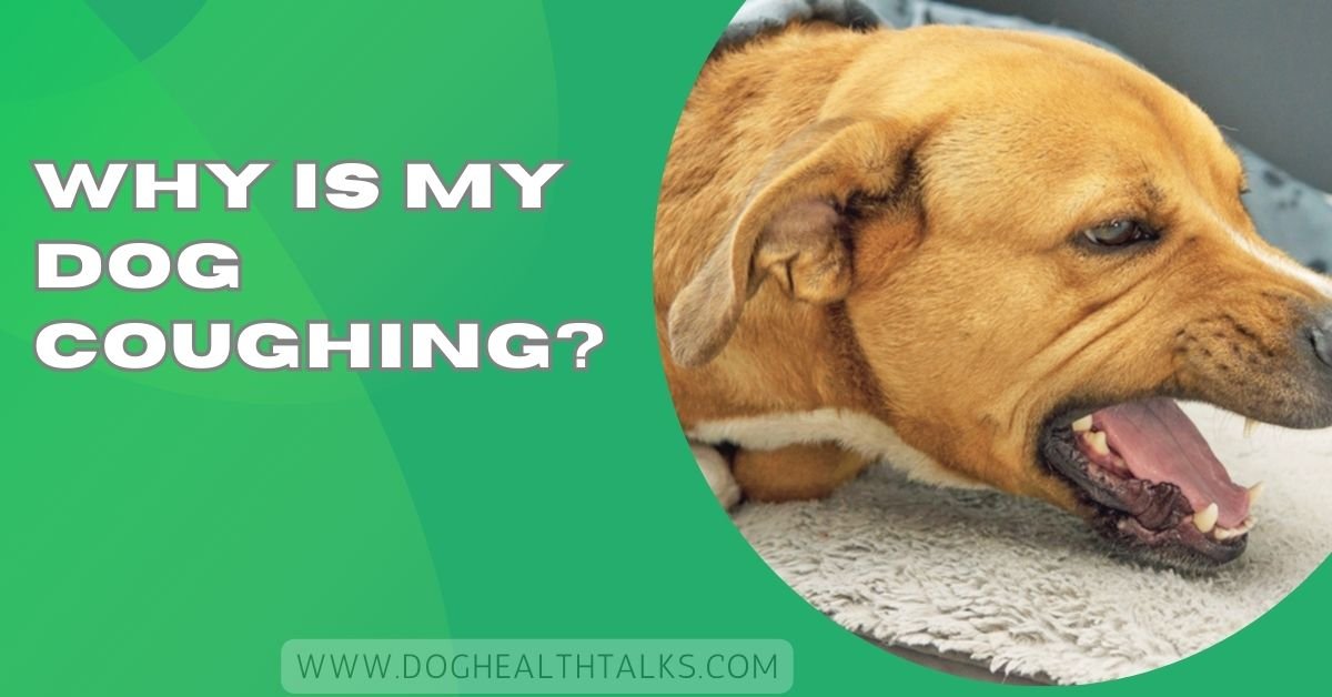 Why Is My Dog Coughing?