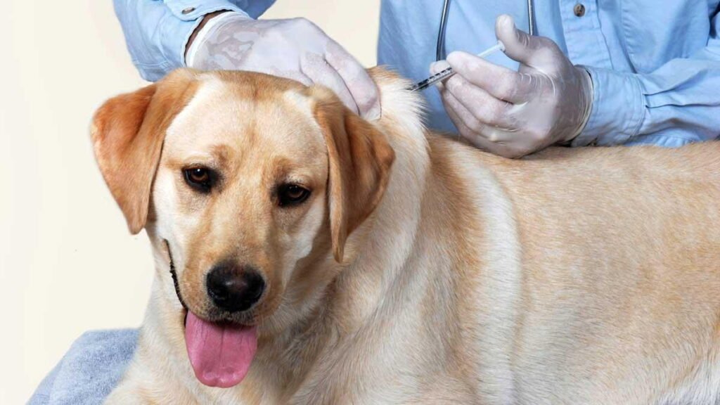 Why Multiple Parvo Shots Are Needed