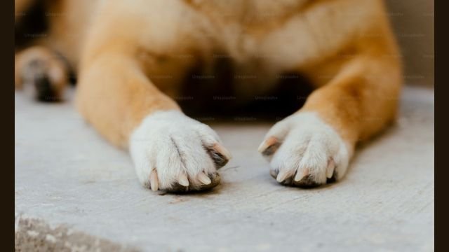 Why does my dog put his paw on me when I stop petting him