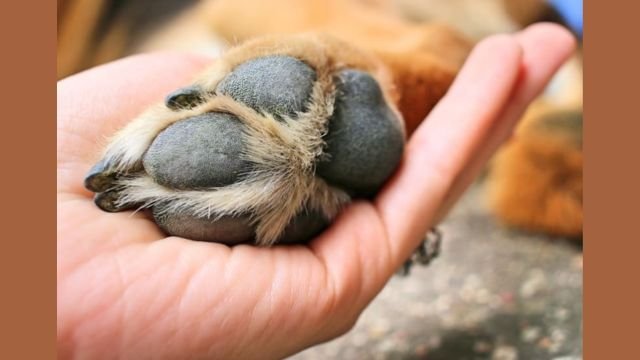 Why does my dog put his paw on my face when I pet him