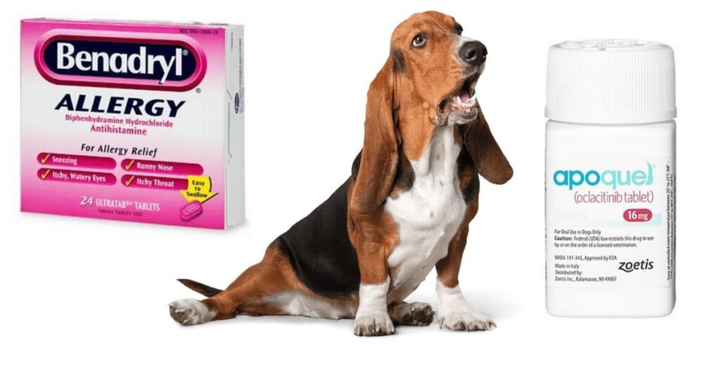 Are There Alternatives to Giving a Dog Benadryl?