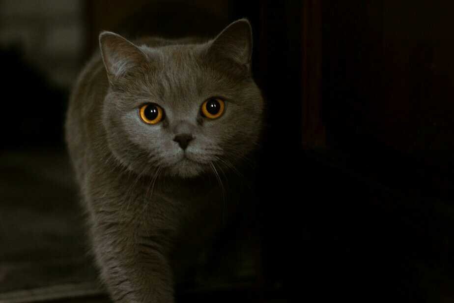 Can Cats Eat Marmite Safely?