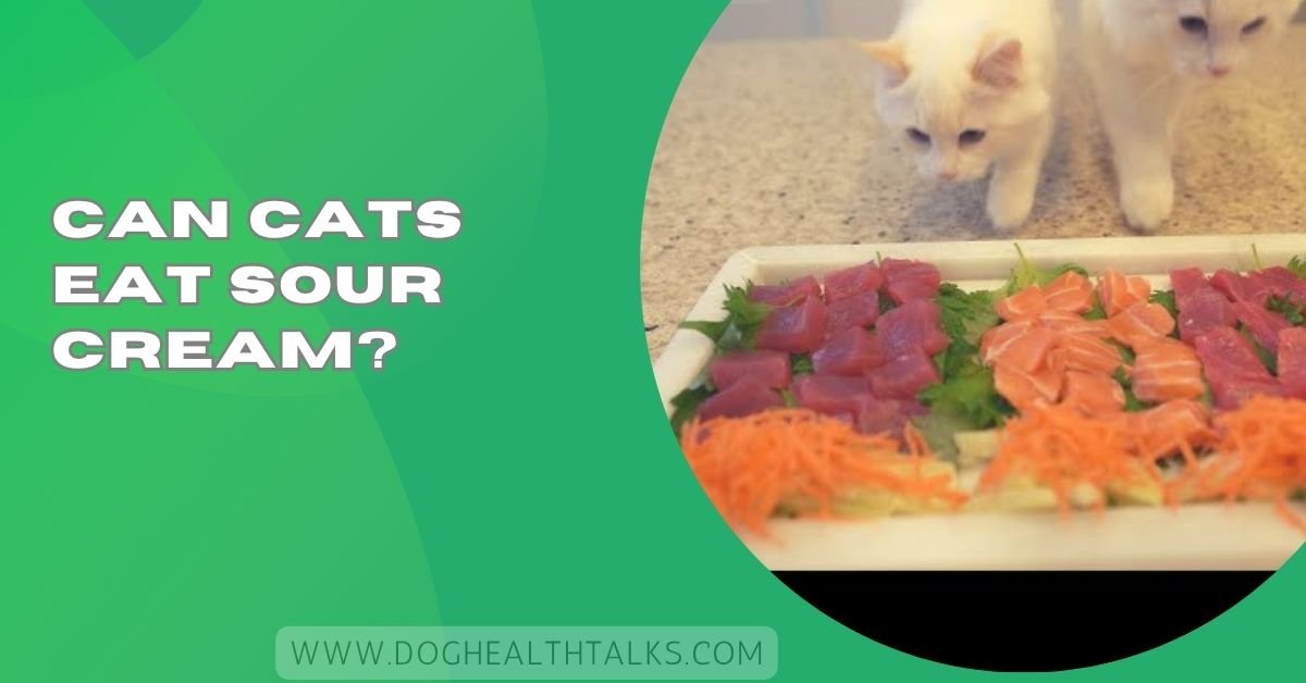 Can Cats Eat Sashimi?