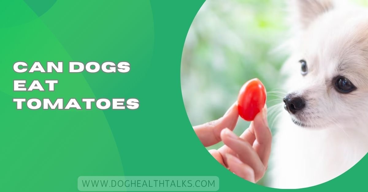 Can Dogs Eat Tomatoes​