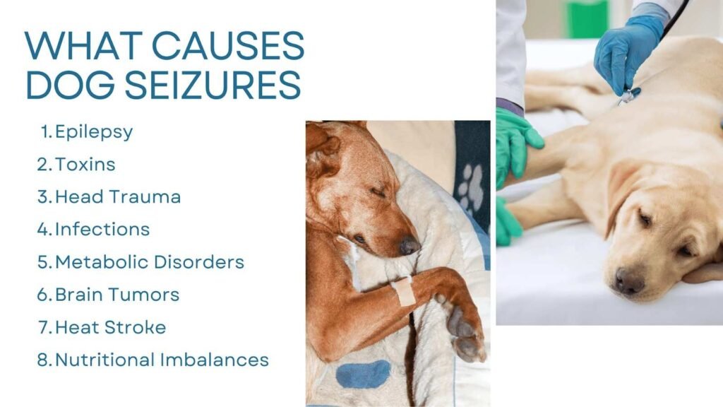 Can Heat Cause Seizures In Dogs Treatment