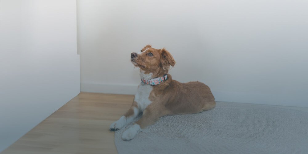 Can Heat Really Cause Seizures in Dogs?