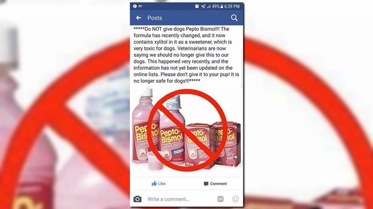 Can I Give My Dog Pepto Bismol