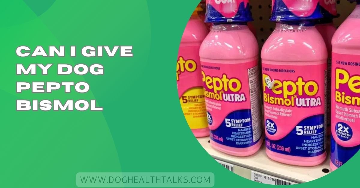 Can I Give My Dog Pepto Bismol