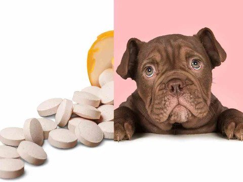 Can You Give A Dog Aspirin