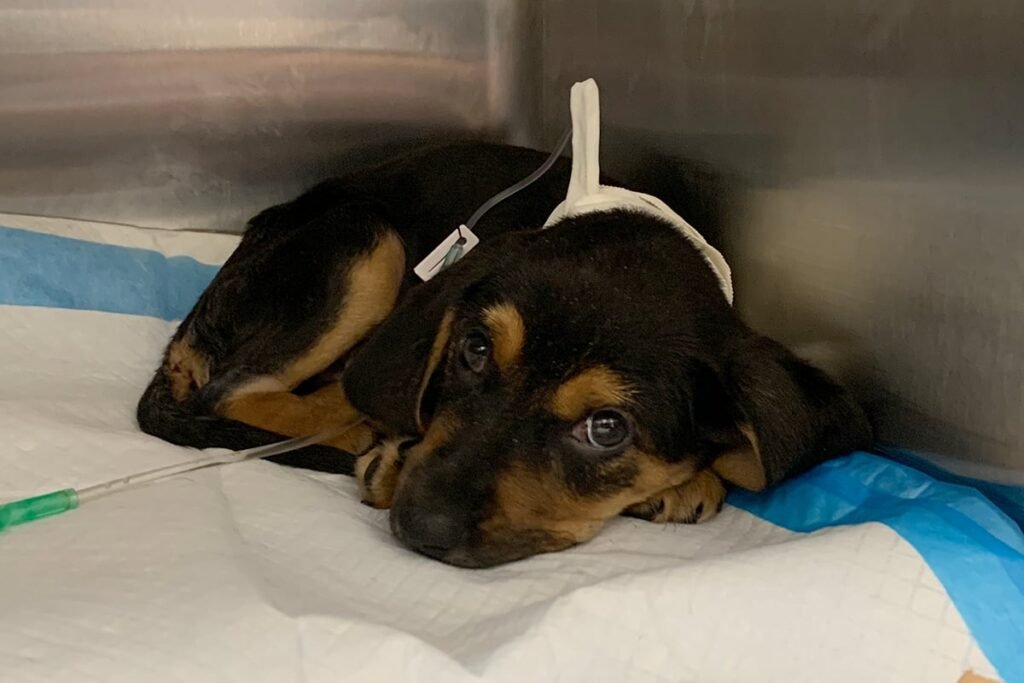 Diseases That Look Like Parvo