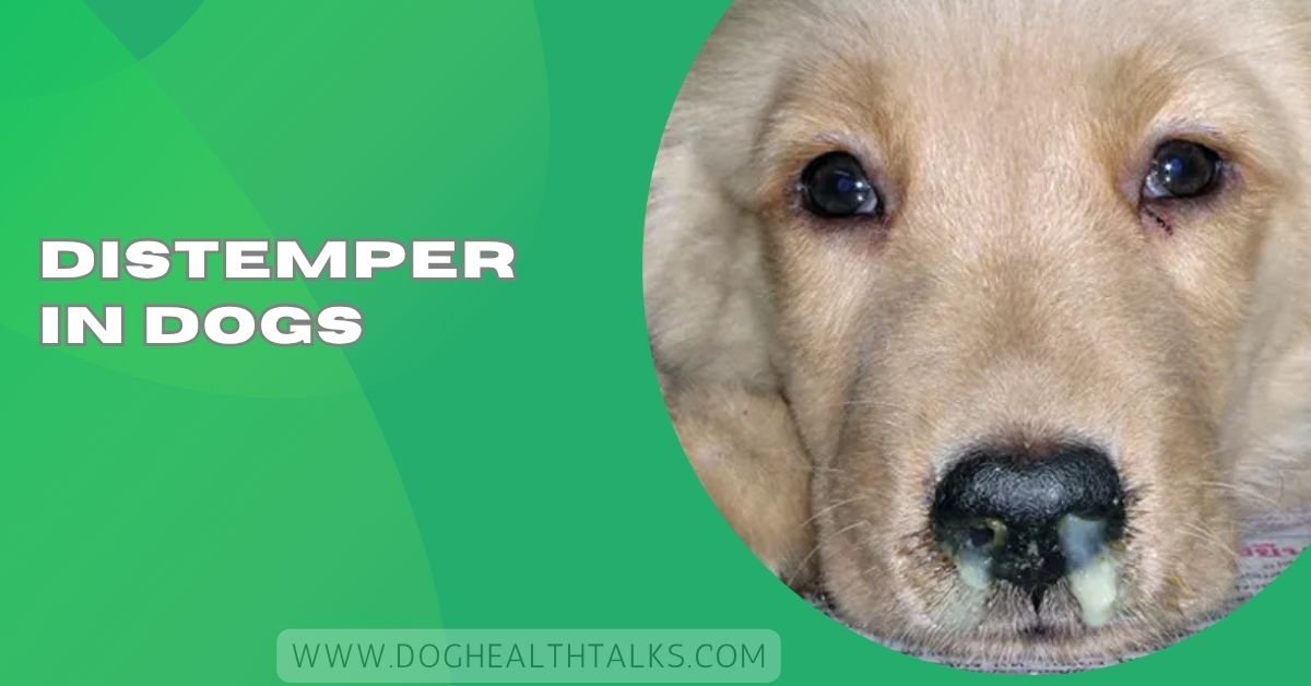 Distemper In Dogs