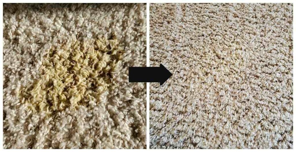 How To Get Yellow Dog Vomit Out Of Carpet