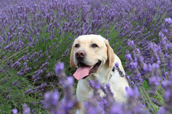 Potential Benefits of Lavender for Dogs