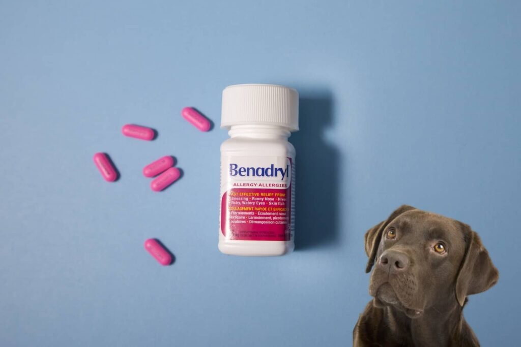 Side Effects of Benadryl for Dogs