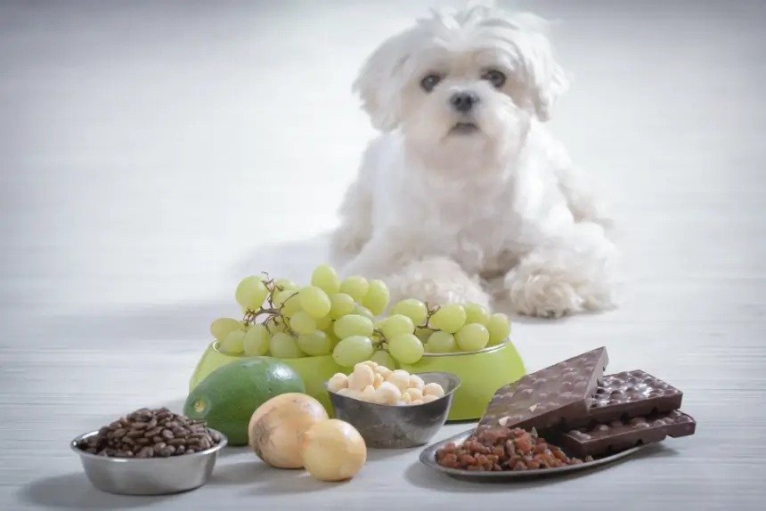 Signs Of Raisin Toxicity In Dogs