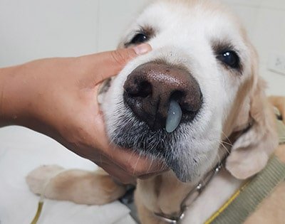 Symptoms of Distemper in Dogs