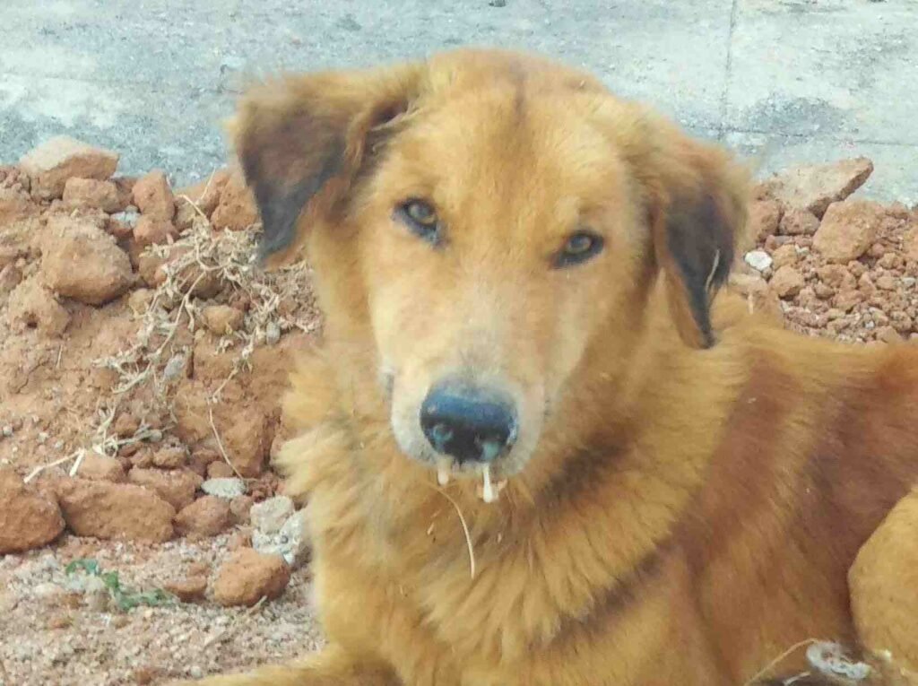 Treatment of Distemper in Dogs