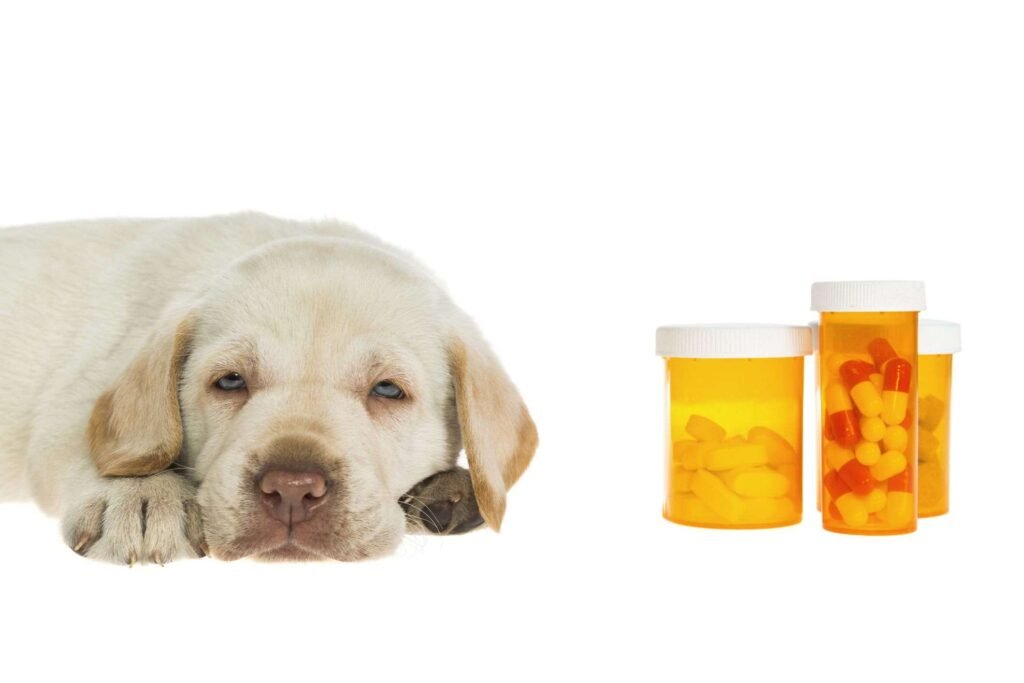 What to Do If Your Dog Ate Ibuprofen