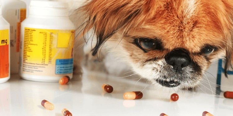Why Ibuprofen Is Dangerous for Dogs