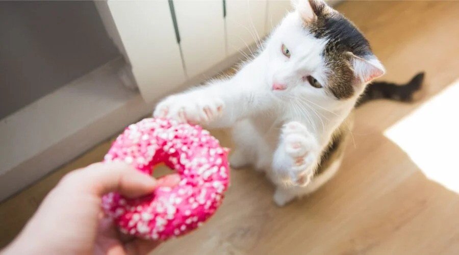 What’s Inside a Donut?