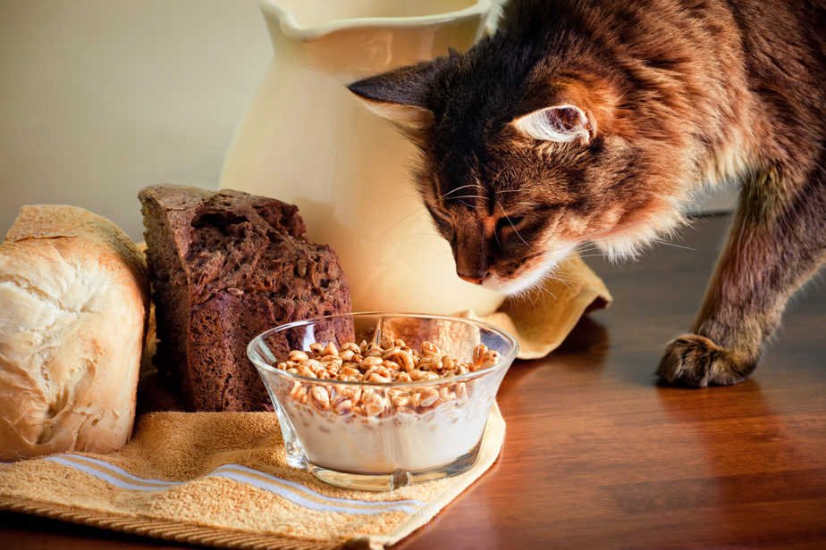 Why Cats Might Be Interested in Cereal
