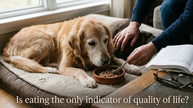 Why Does My Dog Lay Down to Eat Its Food?