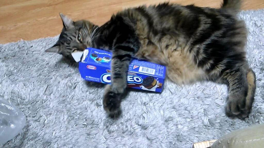 All the Reasons Your Cat Can’t Eat Oreos