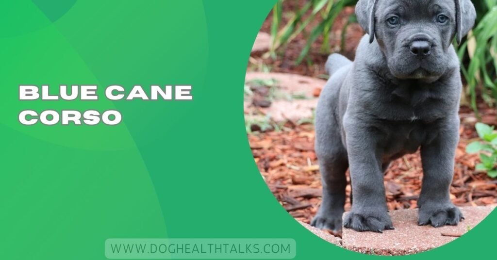 Blue Cane Corso