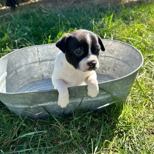 Bo-Jack (Jack Russell and Boston Terrier Mix)