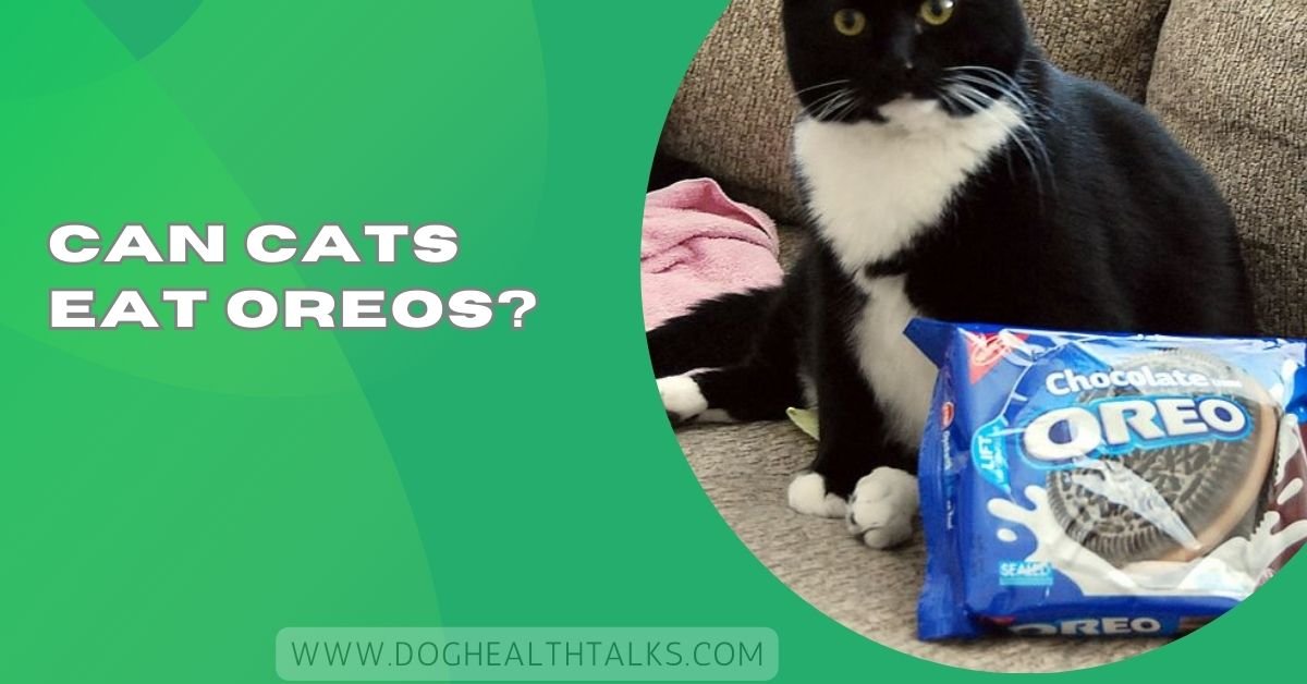 Can Cats Eat Oreos?