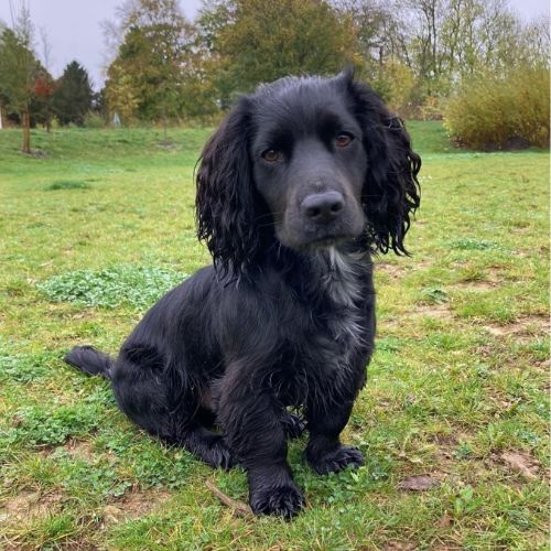 Cocker Jack (Jack Russell and Cocker Spaniel Mix)