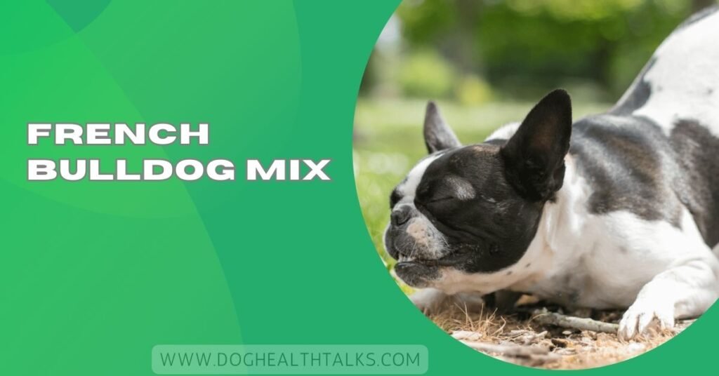 French Bulldog Mix