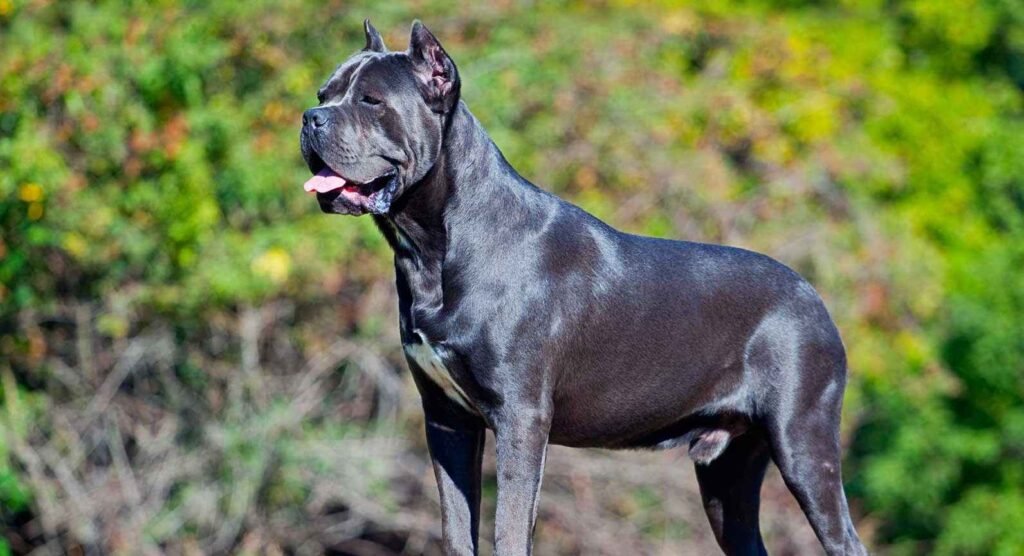 How the Blue Cane Corso Gained Popularity