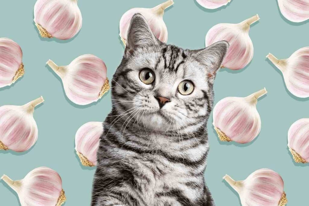 Is Garlic Safe for Cats?