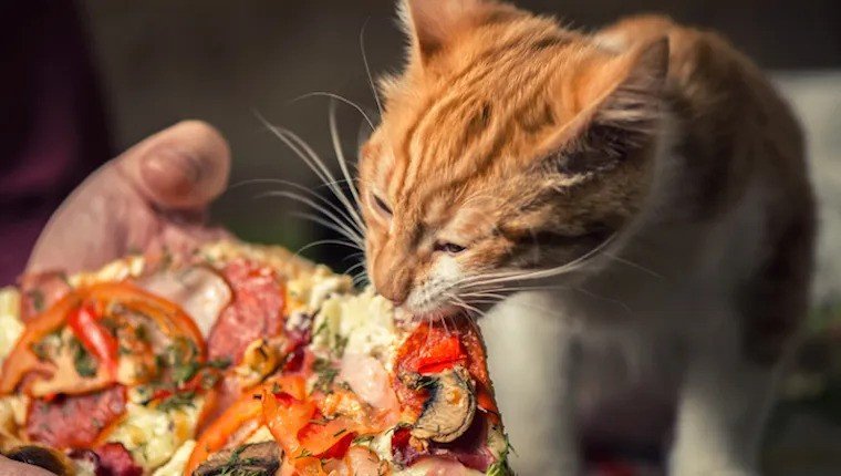 Is Pizza Safe for Cats?