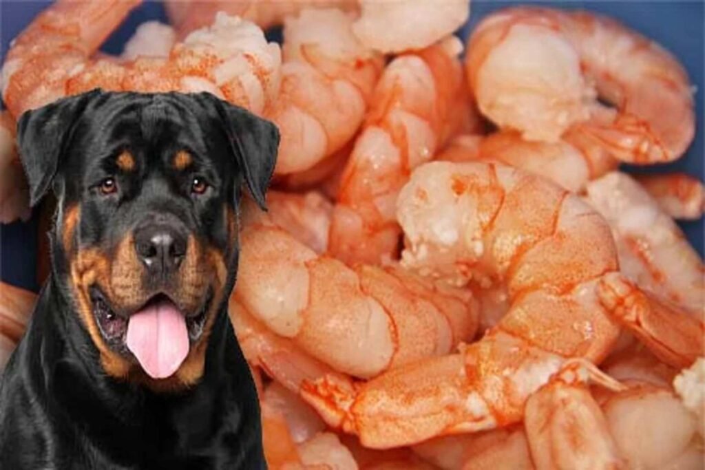 Is Shrimp Good for Dogs?