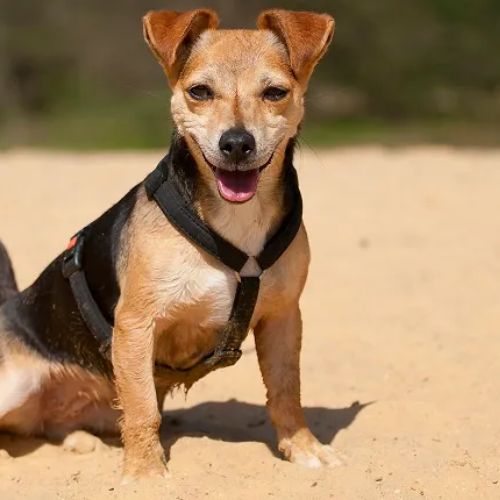 Jackshund (Jack Russell and Dachshund Mix)