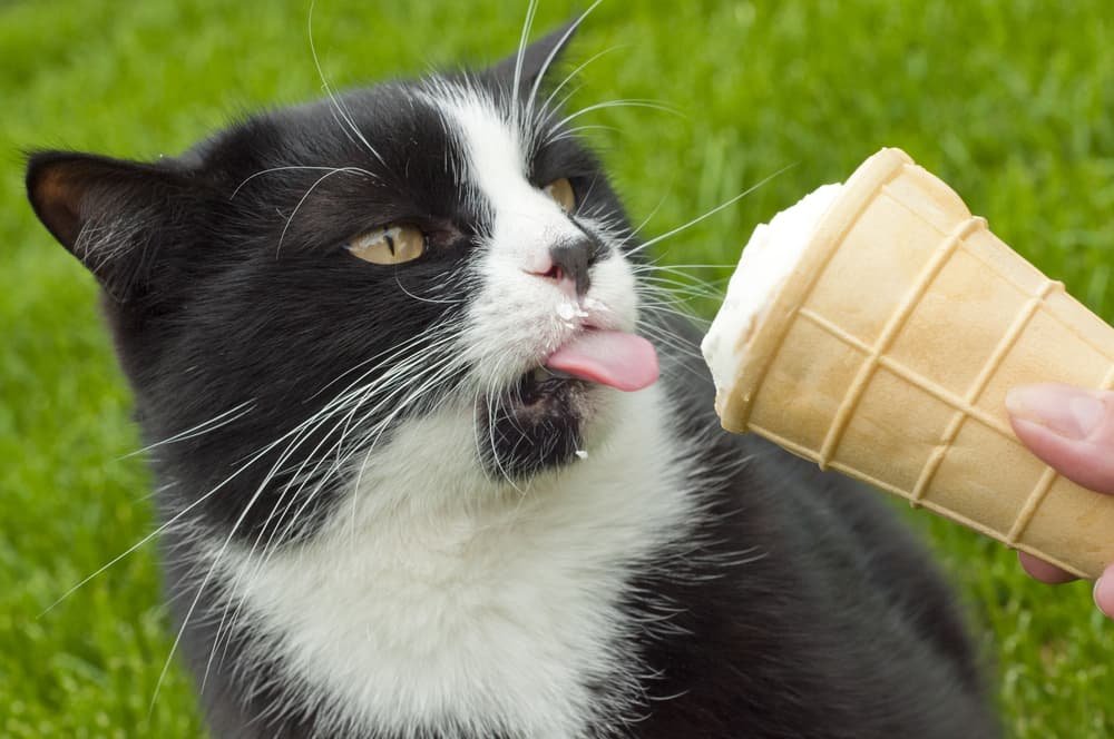 Why Vanilla Ice Cream Is Not Safe for Cats