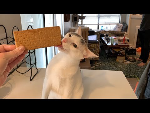 Benefits of Feeding Graham Crackers to Cats
