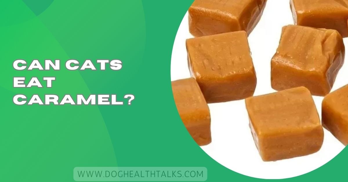 Can Cats Eat Caramel?