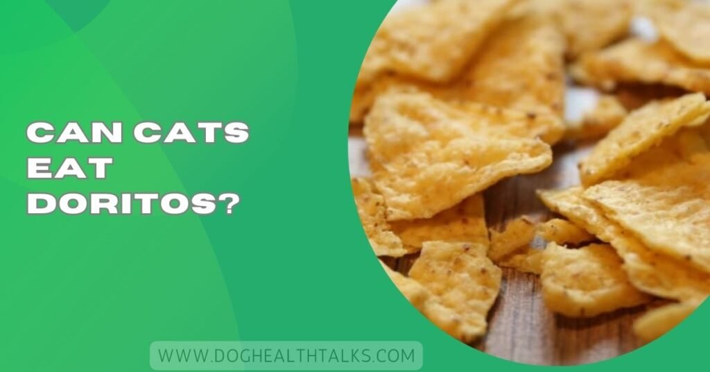 Can Cats Eat Doritos?
