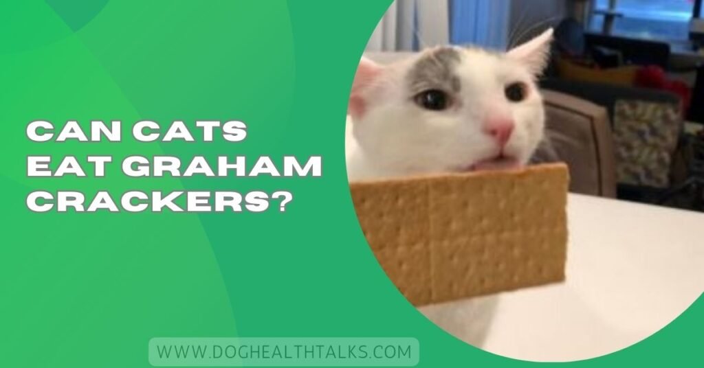 Can Cats Eat Graham Crackers?