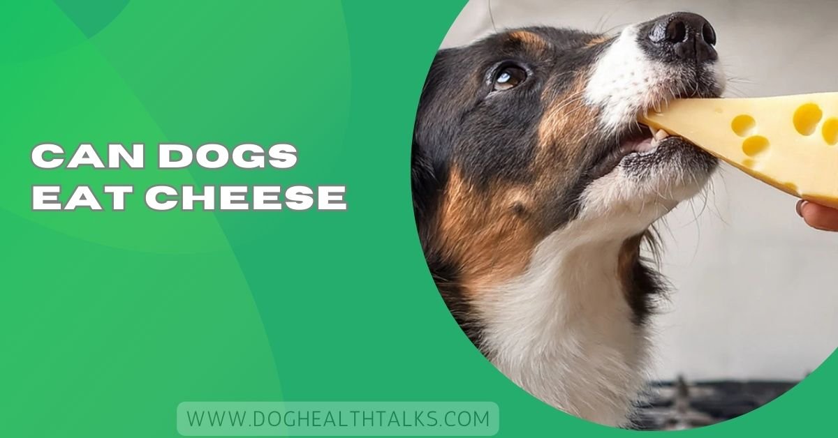 Can Dogs Eat Cheese​ – Benefits, Dangers, and Best Choices!