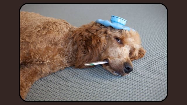 Do Dogs Have A Gag Reflex?