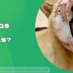 Do Dogs Have Uvulas?