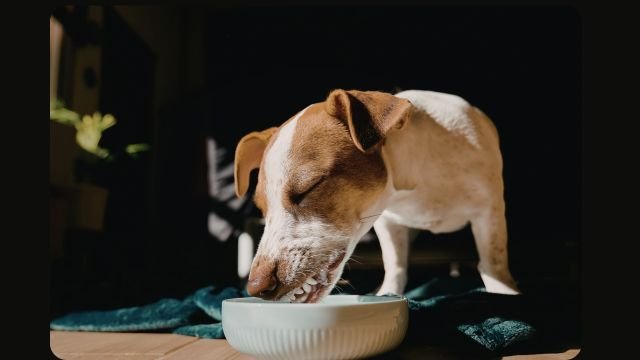 Healthy Alternatives to Salami for Dogs