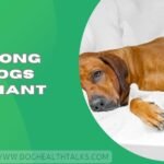 How Long Are Dogs Pregnant​